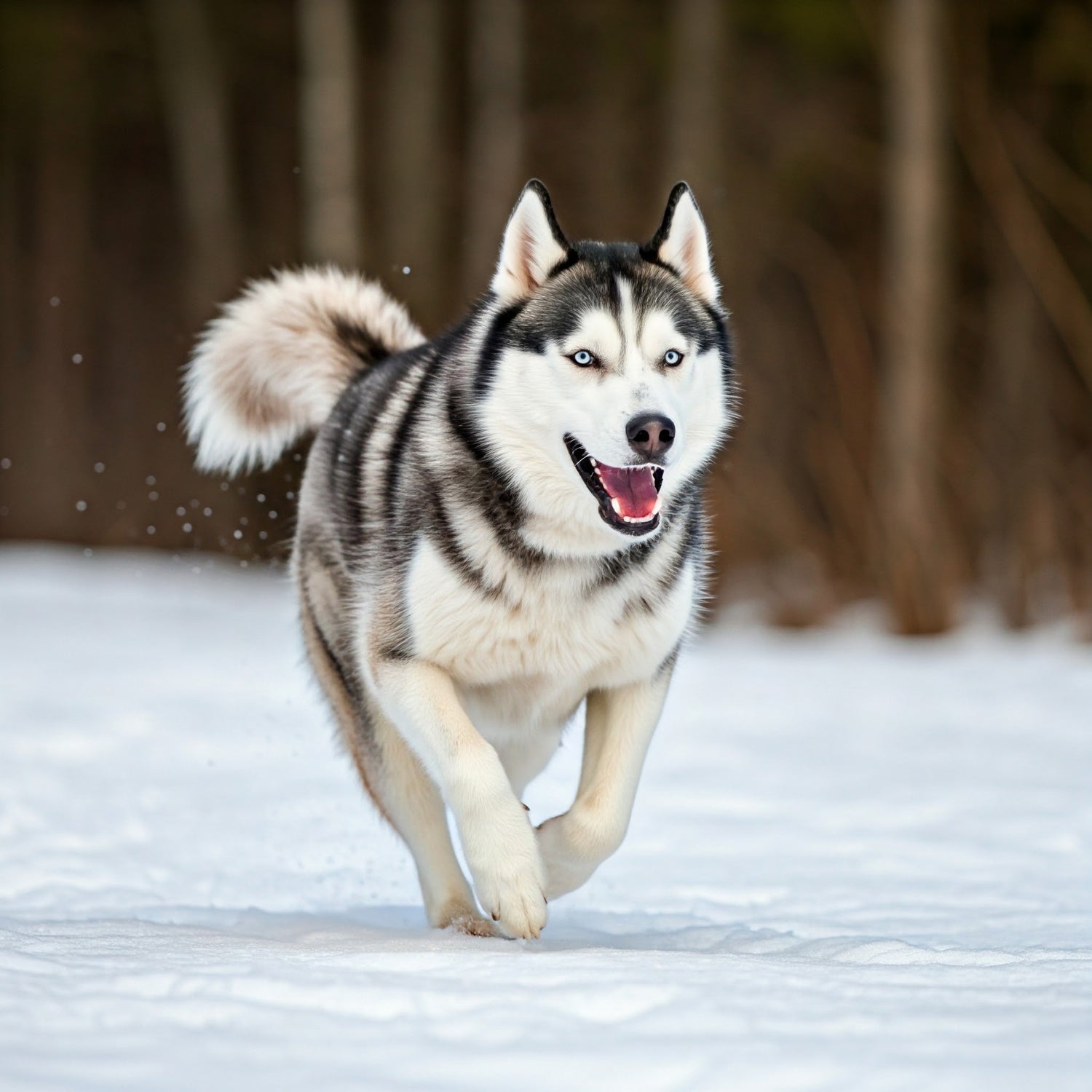 Siberian Husky