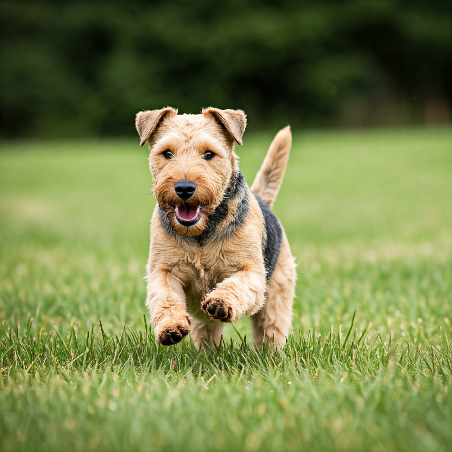 Lakeland Terrier