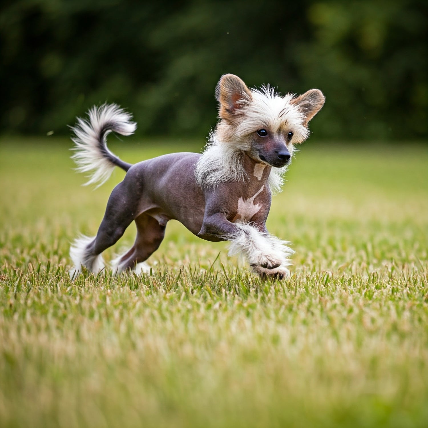 Chinese Crested