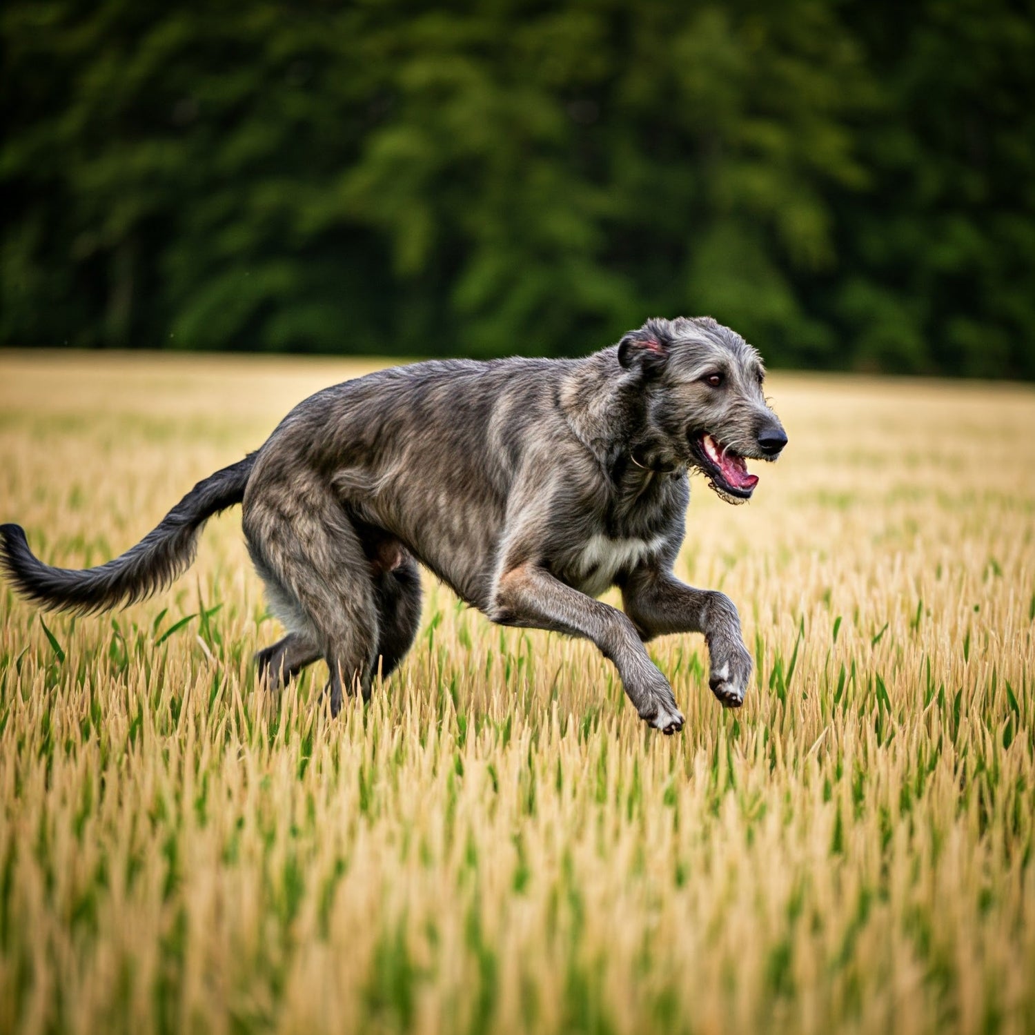 Irish Wolfhound