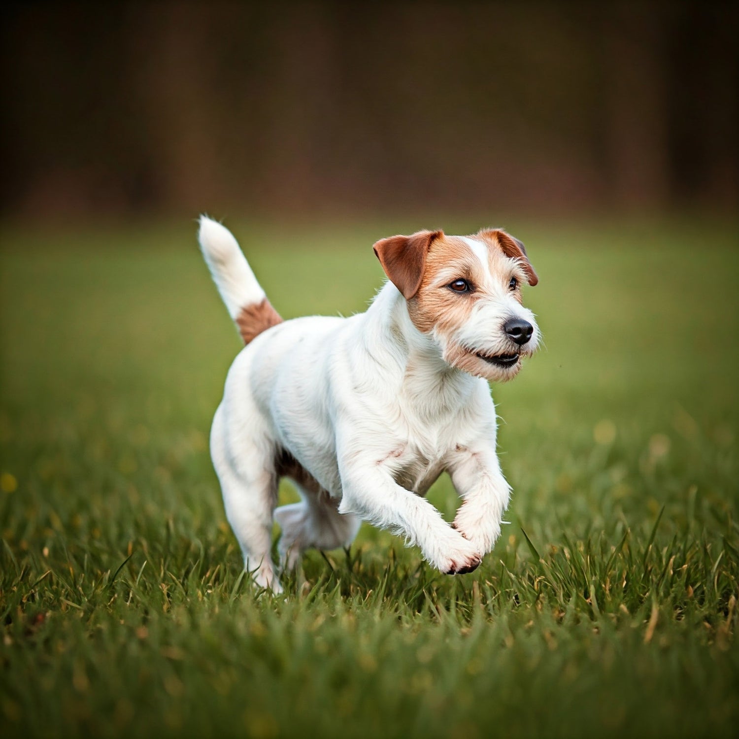 Parson Russell Terrier