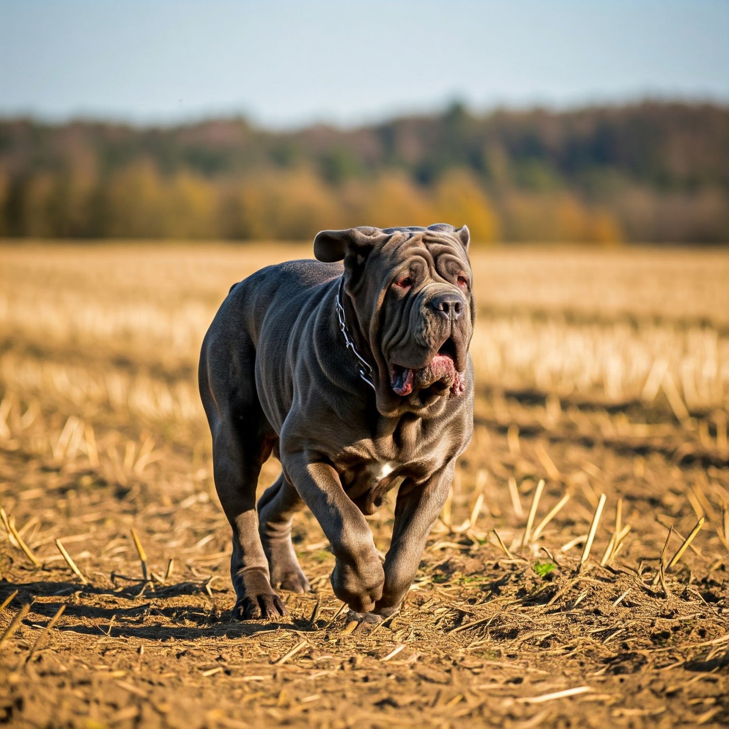 Neapolitan Mastiff