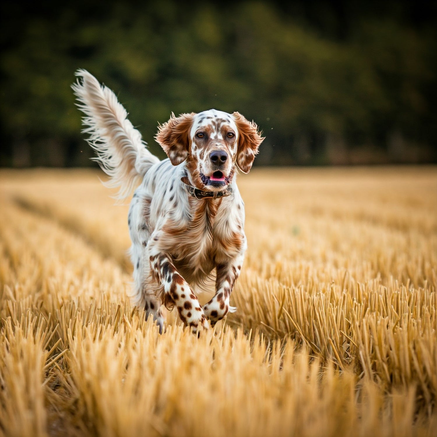 English Setter